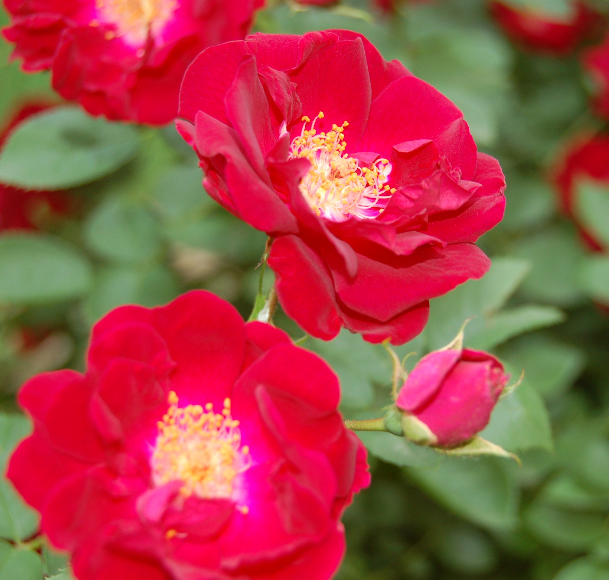 Sunday School Lessons - special holidays: Mother's Day, Easter, Christmas and more!