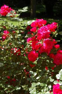 Red Bush Roses
