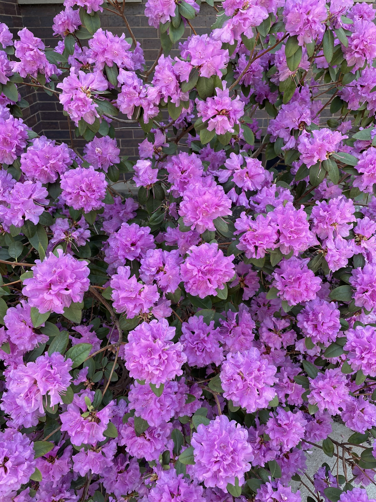 rhododendrons